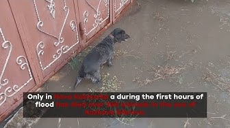 Kakhovka dam blow. Animals